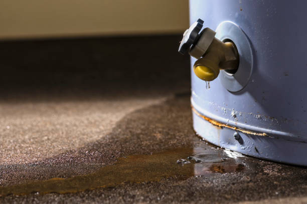 Best Basement water damage restoration  in Wolf Point, MT