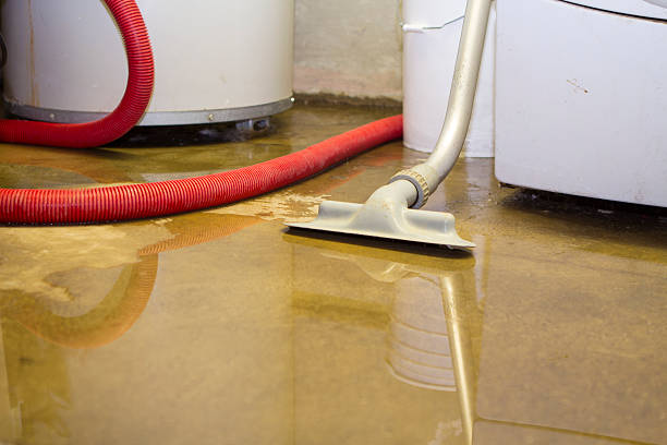 Best Carpet water damage restoration  in Wolf Point, MT