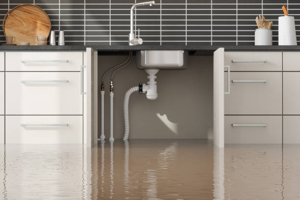 Best Professional water damage repair  in Wolf Point, MT